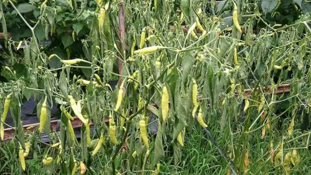 Layu Fusarium